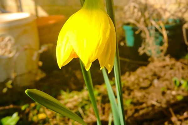Photograph of a daffodil in my garden.